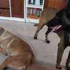Chiots Berger Belge Malinois mâles à vendre thumb 0
