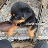 Rottweiler à Dakar négociable thumb 0
