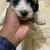 Bichon malté thumb 0