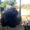 Oiseaux thumb 0