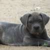 chiots cane corso thumb 6