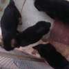 Chiots a vendre thumb 5