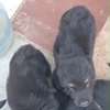 Berger Allemand gros gabarit thumb 0