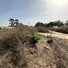 A VENDRE TERRAIN CAP SKIRRING  800m2 thumb 9