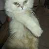 CHATONS PERSANS CHINCHILLAS PURS thumb 0