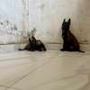 Malinois chiot énergique familial thumb 2