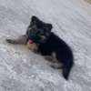 Berger Allemand chiot noir et feu thumb 6