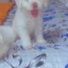Mignon chiots thumb 1