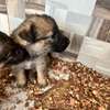 Berger Allemand chiot marron noir thumb 0
