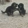 Berger Allemand chiots noir et feu vaccinés et deparasités thumb 0