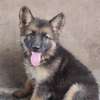 Berger Allemand chiot noir et feu vacciné joueur thumb 0