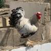 COQS ET POULES DE RACE (Bramane, Hermine) thumb 1