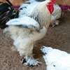 Coq Brahma blanc plumes aux pattes grande taille thumb 1