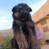 Chiot métisse berger allemand thumb 3