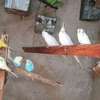 Oiseaux exotiques à vendre thumb 5
