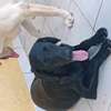 Labrador noir jeune affectueux et joueur thumb 5