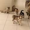 Husky de Siberie thumb 3