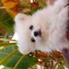Pomeranien thumb 6