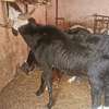 Vente Flash mouton Tabaski thumb 4