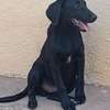 Labrador pure race thumb 4