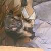 Chiots a vendre thumb 0