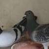 Pigeon à vendre thumb 2