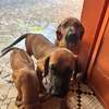 Rhodesian Ridgeback x malinois thumb 4