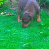 Doberman chiot noir et feu vacciné et vermifugé thumb 0