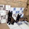 Malinois chiot énergique familial thumb 0