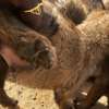 Chiots malinois thumb 2