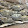 POISSON SOUMPOTT = EMPEREUR à Vendre thumb 3
