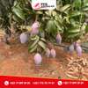 Terrain à arbres fruitiers à vendre à Sindia thumb 5