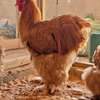 Poussins Poule de race thumb 0