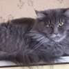 Maine Coon thumb 11