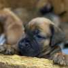 BOERBOEL thumb 1