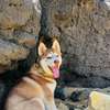 Husky chiot aux yeux bleus pur sang thumb 4
