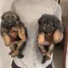 Chiot berger allemand thumb 4