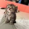 Chatons Chinchilla Persans – 2 mois et 2 semaines thumb 3