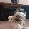 Chien de salon thumb 3