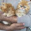 Chaton Persan de pure race thumb 5