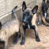 Chiots Berger Malinois thumb 0