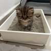 Chatons Chinchilla Persans – 2 mois et 2 semaines thumb 4