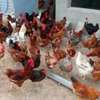 Poussins et œufs fertiles poulet goliath thumb 2