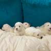 BICHON MALTAIS thumb 1
