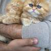Chaton Persan de pure race thumb 2