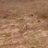 Terrain Yenne/Ndoukhoura Peulh thumb 0