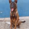 Mâle Berger Malinois thumb 0