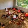 Poussins et œufs fertiles poulet goliath thumb 3