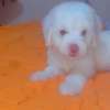 Mignon chiots thumb 3