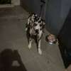 DOG ALLEMAND thumb 1